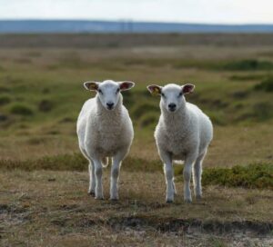Two sheep in a field